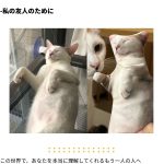 カスタム抽象柄クッション - Imagem 10